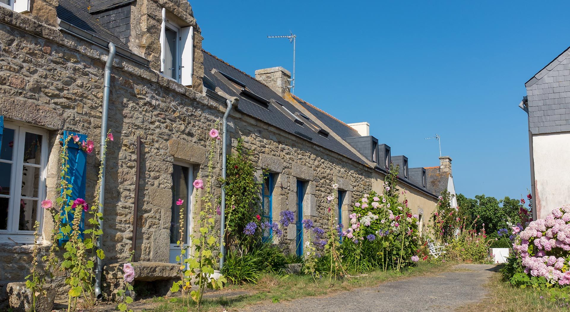 Maisons du bourg d'Hoedic avec roses trémières