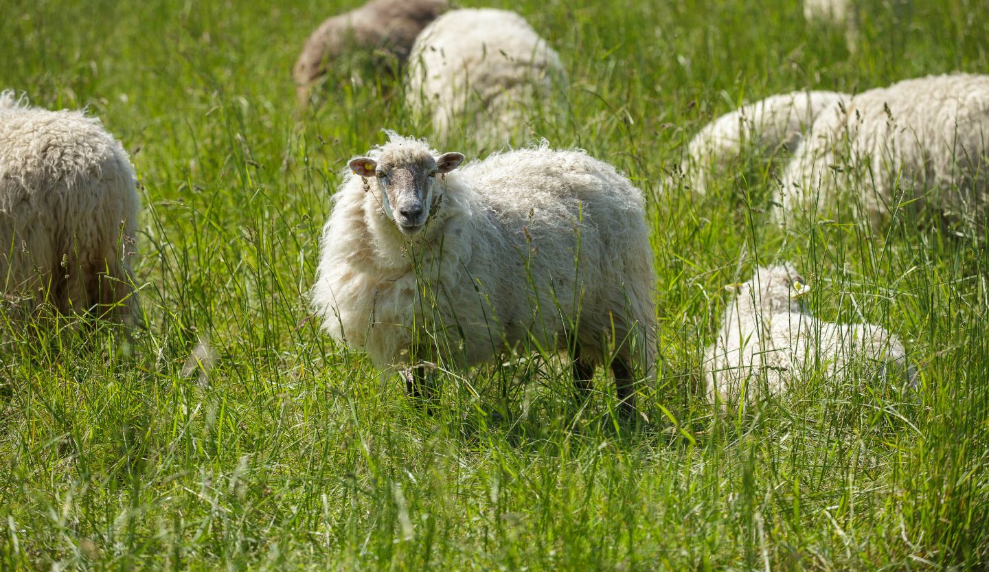 Gros plan de mouton dans la prairie à Hoedic
